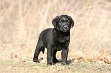 LABRADOR 1131